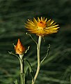 flower and bud (this image)