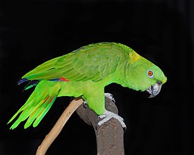 A yellow-naped Amazon parrot, colored green for camouflage in the jungle