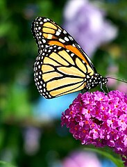 Monarch butterfly feeding on Buddleja davidii in Connecticut