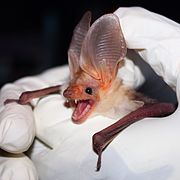 White and brown bat