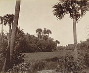 Paddy fields in the Madras Presidency, c. 1880. Two-thirds of the presidency fell under the Ryotwari system.