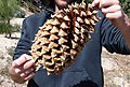 Large cone, found at 4,150 ft elevation in the Santa Lucia Ranger District of the Los Padres National Forest, California Coastal Range of the Central Coast.