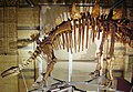 Tuojiangosaurus skeleton edit.