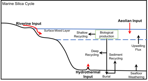 Marine Silica Cycle