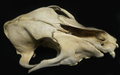 A bleached dog's skull