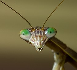 Praying Mantis