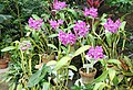 Cattlinathe Porcis 'Cannizzaro ' A group of several Ctt. Porcia plants flowering.