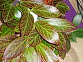 Hoya obscura Leaves redden considerably when exposed to direct sunlight.