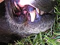 Teeth of American Staffordshire Terrier