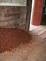 Cocoa in fermentation process