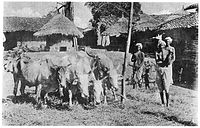 Another ethnographic print from 1916 showing a Kurmi family employing its beasts of burden to thresh wheat