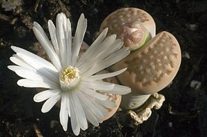 Lithops sp. Blooms emerge between the leaves in autumn.