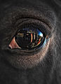 An Equine eye...