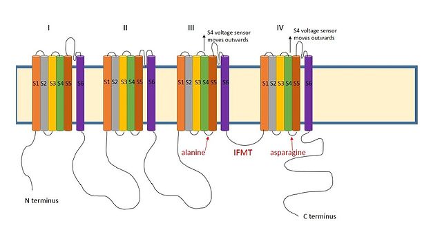 Diagram of a voltage gated sodium channel, showing the four domains dividied into 6 segments each. The important residues for inactivation are highlighted.