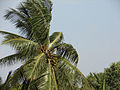 Coconut Tree(ತೆಂಗಿನ ಮರ)