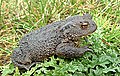 Common toad