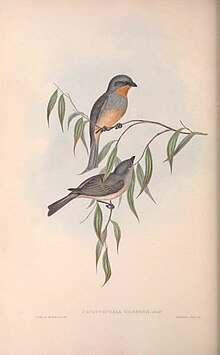 Gilbert’s Pachycephala in The birds of Australia (1840) by John Gould