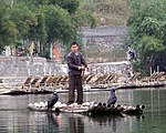 Cormorants used for fishing in China