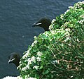 Cochlearia officinalis on Bear Island, Norway