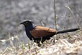 Greater Coucal (Southern) (Centropus sinensis)