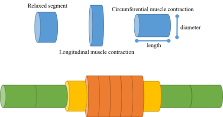 Illustration of peristalsis locomotion of earthworm.