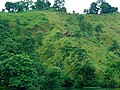 Green Grass Hills and Houses