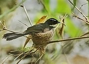 Adult at nest from Nalbari, Assam, India