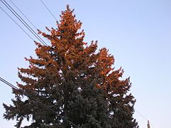 Blue spruce with cones