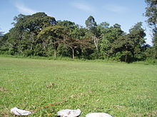 Forest edge habitat in Kibale National Park, Uganda