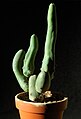 Echinopsis lageniformis f. monstrose (Long form or 'Clone A') also known as penis plant [9]