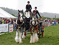 Clydesdale Horses at Otley Show.