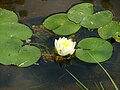 Water lily in the pond in my garden