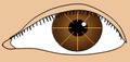 Schematic diagram of the radial keratotomy with incisions shown.