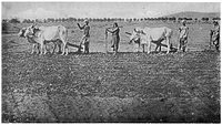 An "ethnographic" photograph from 1916 showing Kurmi farmers, both men and women, sowing a field