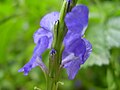 Blue flower - profile