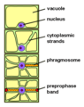 Phragmosome formation in a highly vacuolated plant cell preparing for mitosis