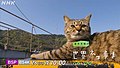 於 2021年8月1日 (日) 12:28 版本的縮圖